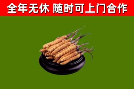密山市回收冬虫夏草